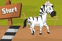 Wyścigowa zebra Wyścigowa zebra
